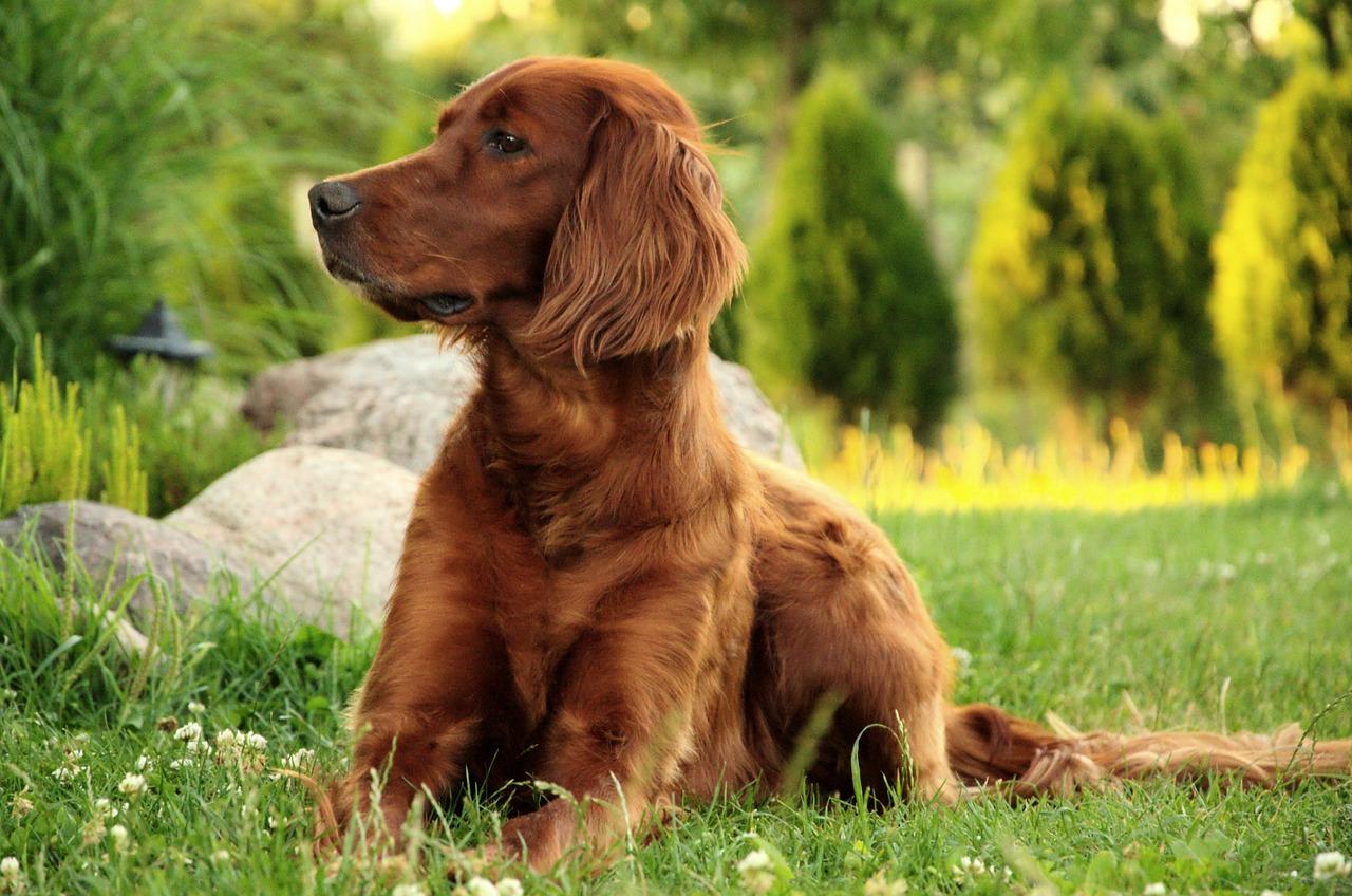 DOG TG® – das neue, innovative Enzymprodukt für Hunde